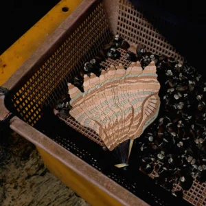 PUBUMESU - CONCH SHELL - Görsel 4